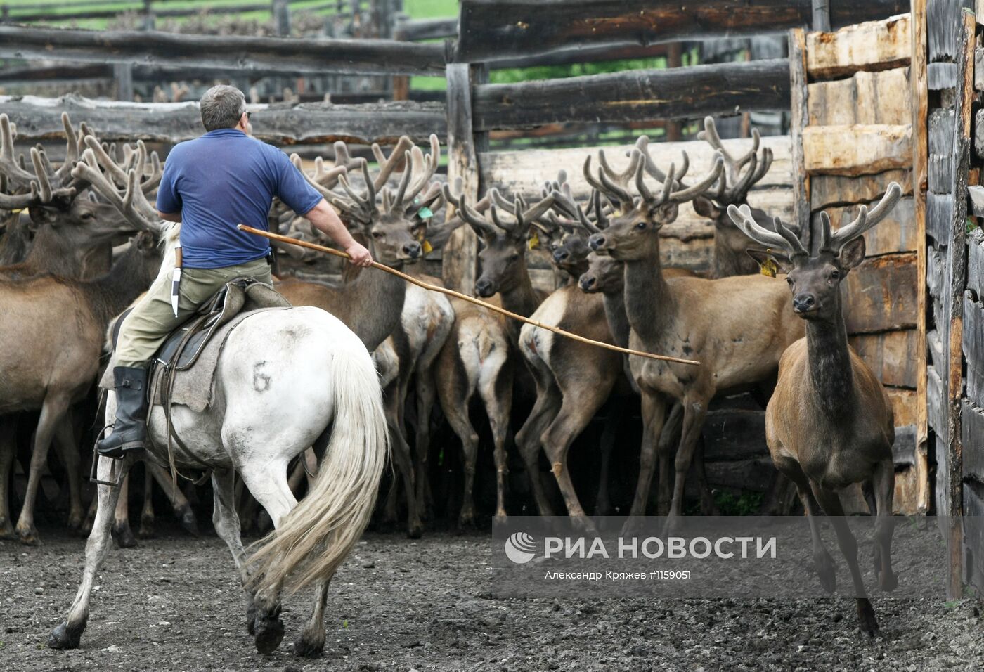 Работа фермы по разведению маралов в республике Алтай