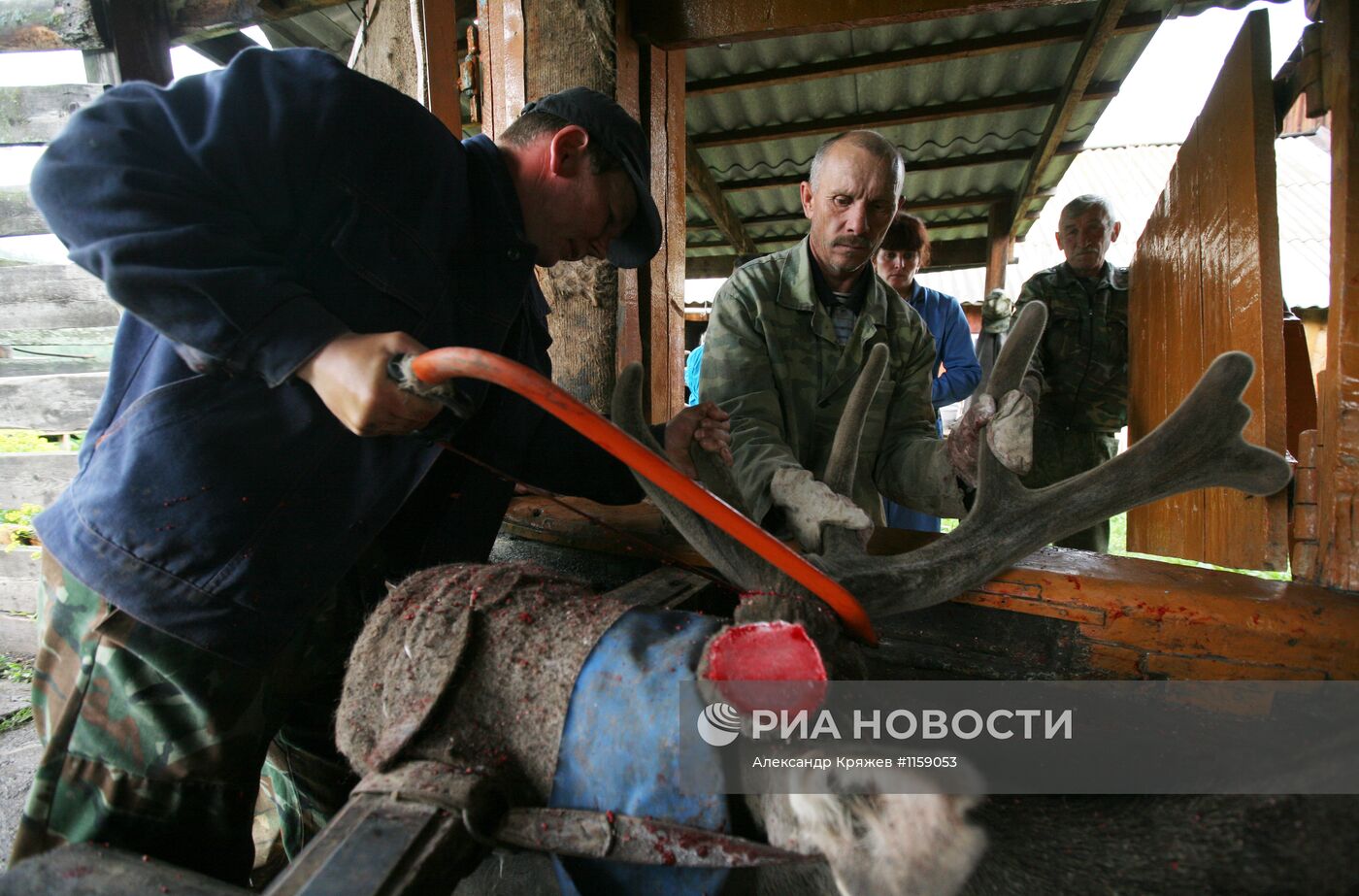 Работа фермы по разведению маралов в республике Алтай