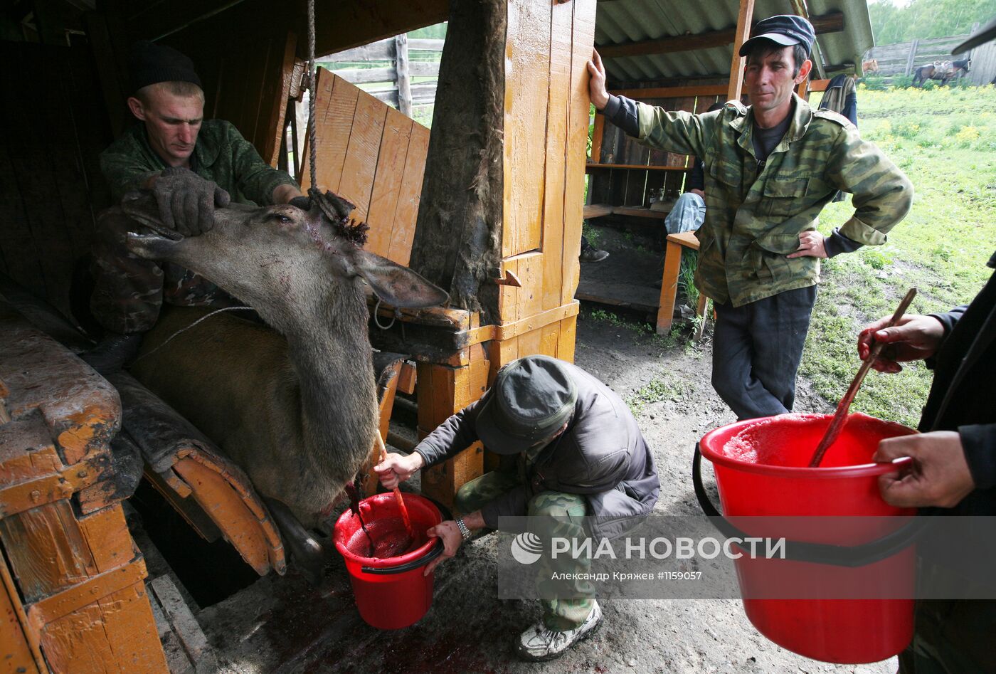 Работа фермы по разведению маралов в республике Алтай