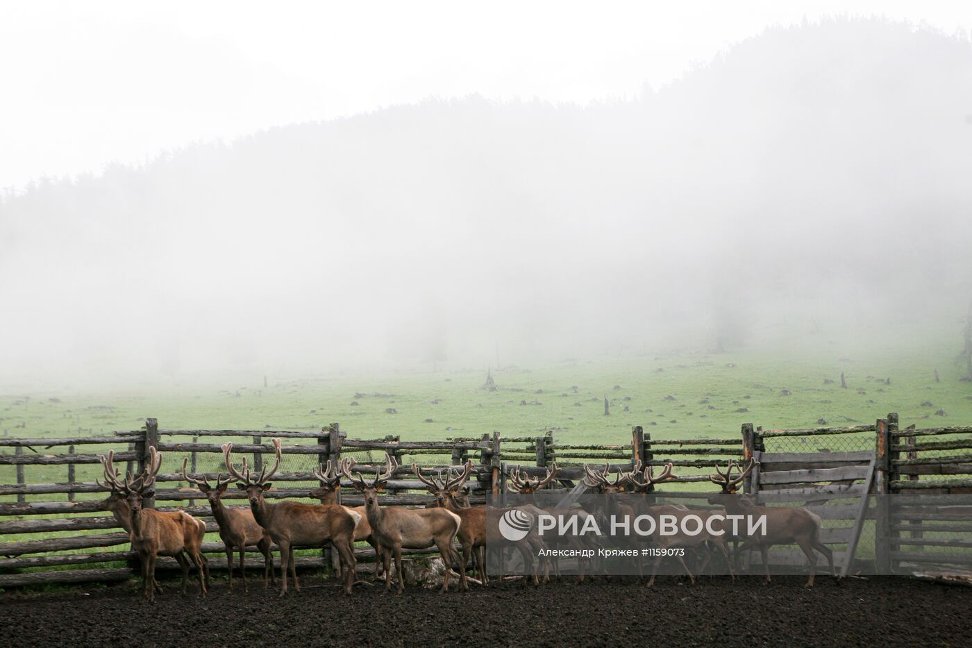 Работа фермы по разведению маралов в республике Алтай