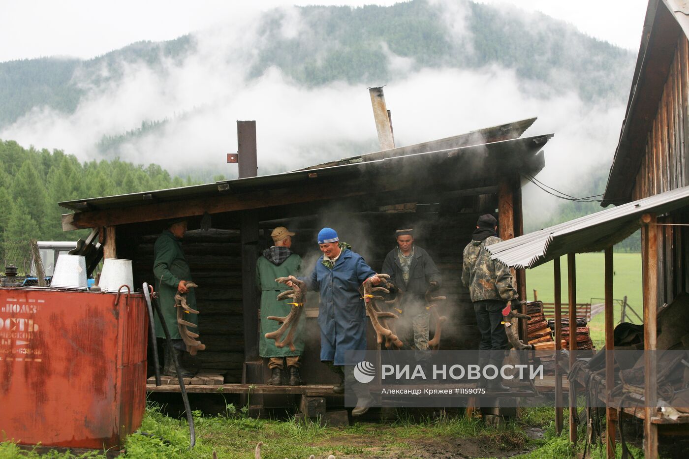 Работа фермы по разведению маралов в республике Алтай