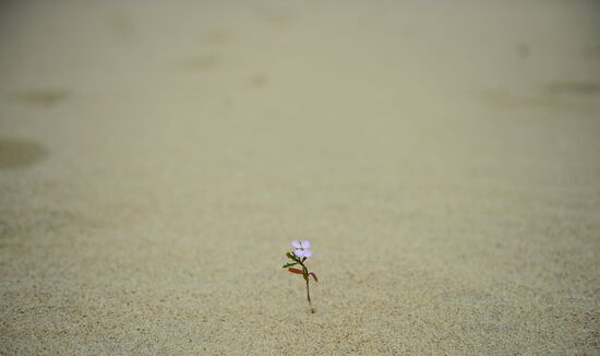 Национальный парк "Куршская коса"