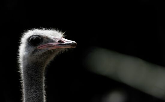 Калининградский зоопарк