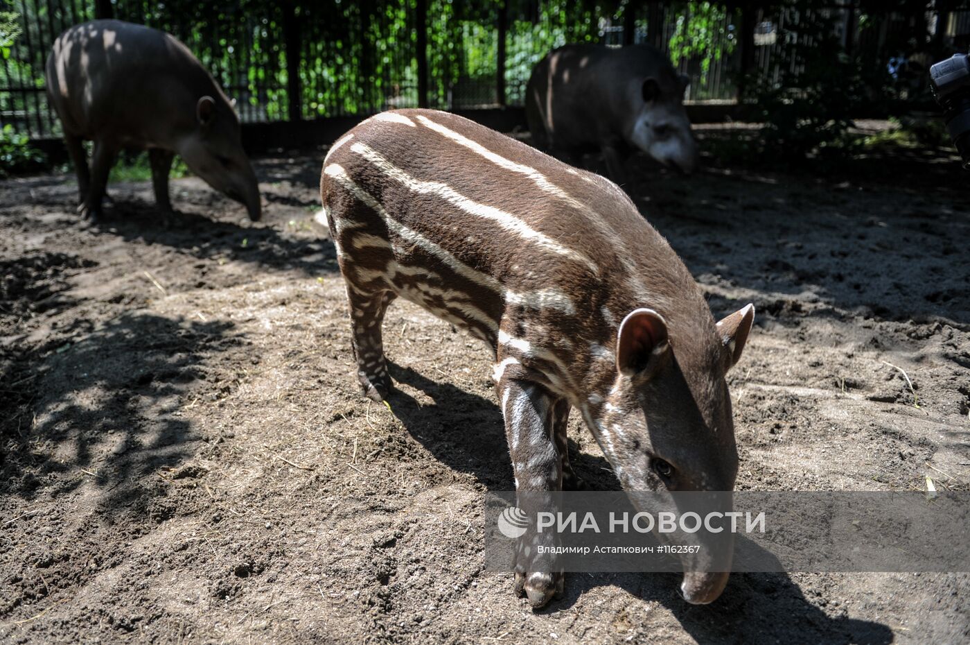 Калининградский зоопарк