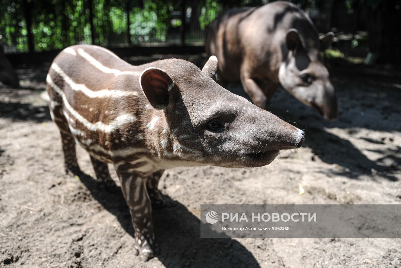 Калининградский зоопарк