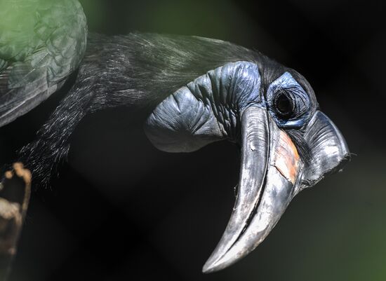 Калининградский зоопарк