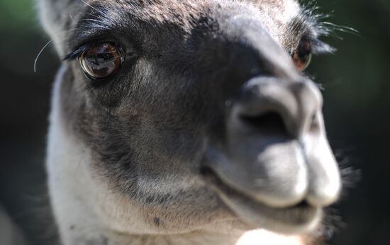 Калининградский зоопарк