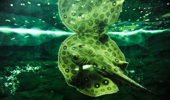 Калининградский зоопарк