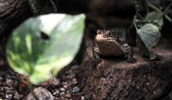 Калининградский зоопарк