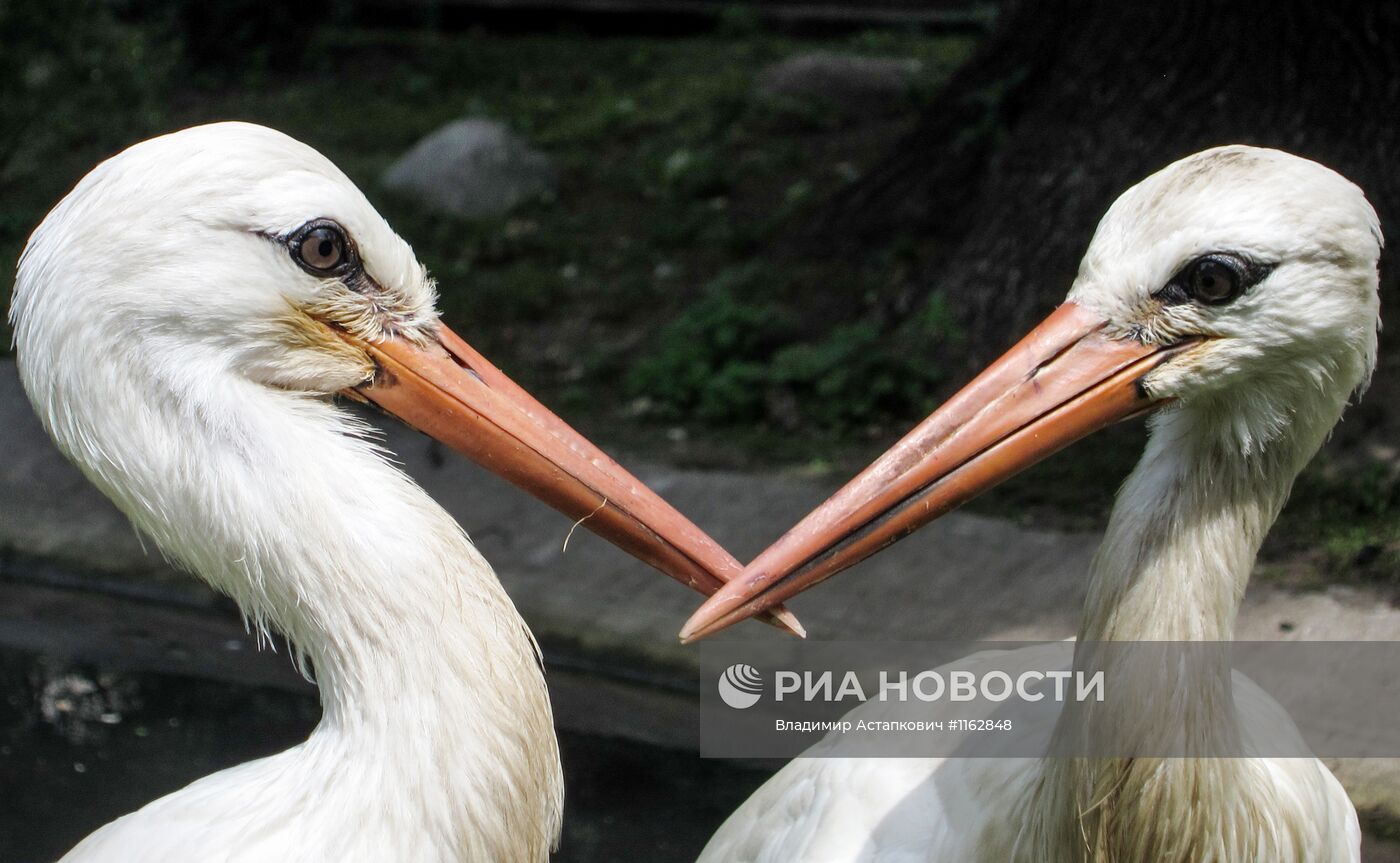 Калининградский зоопарк