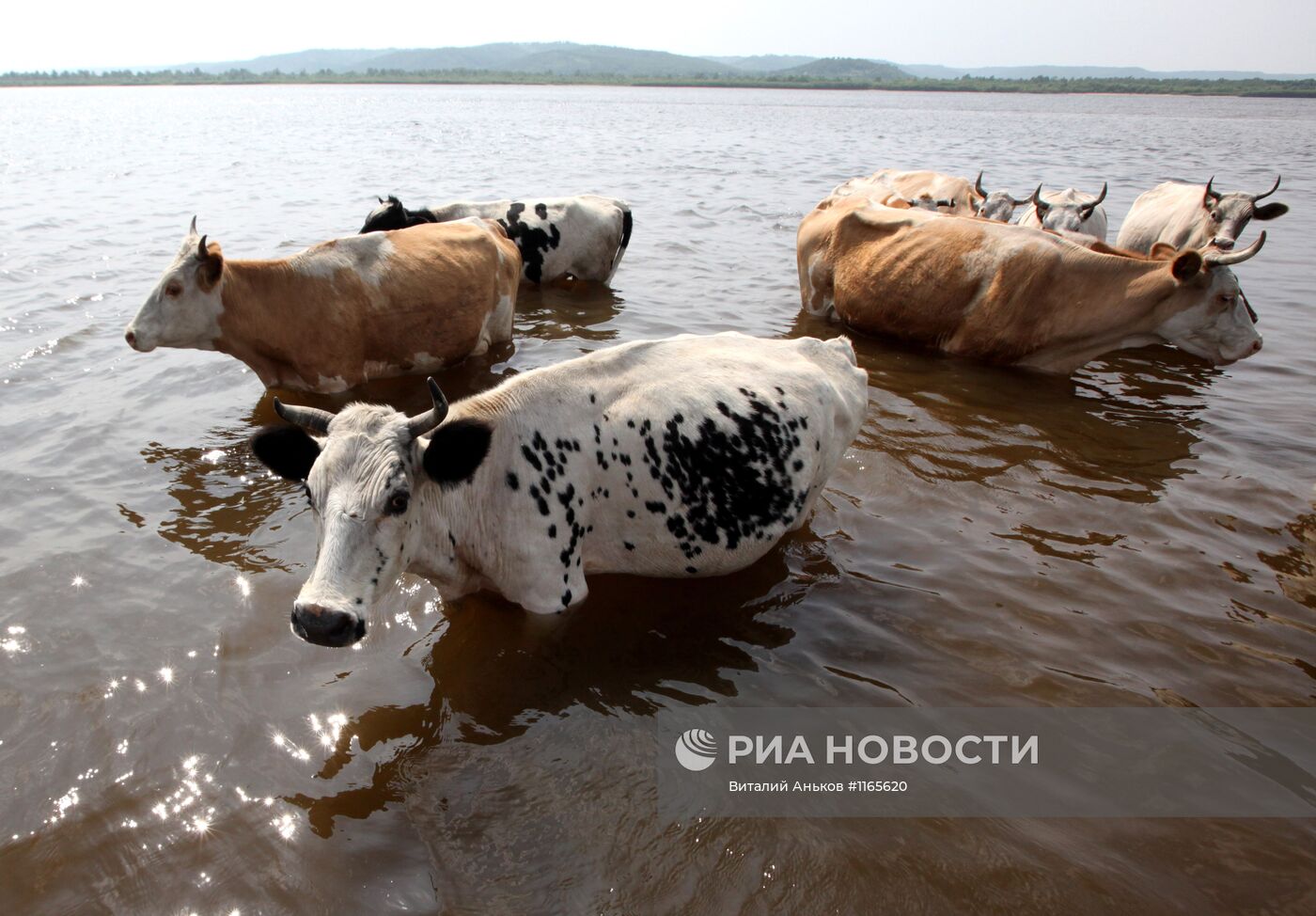 Стадо коров спасается от жары в реке Зея