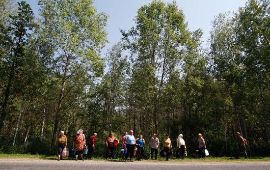 Сбор черники в лесу в Брестской области