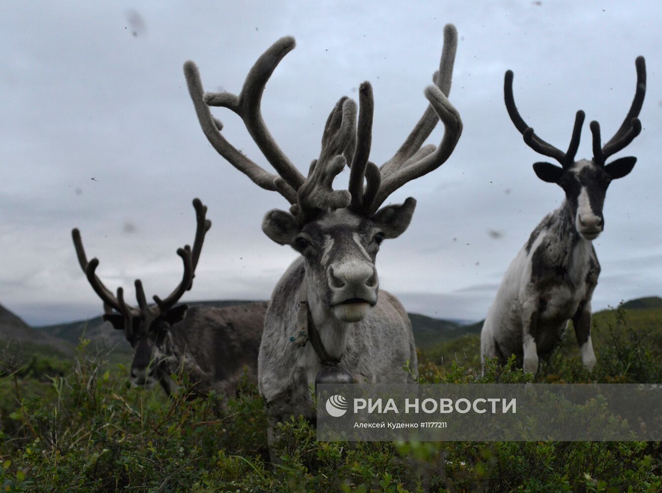 Члены родовой общины "Акенман" на летнем стойбище