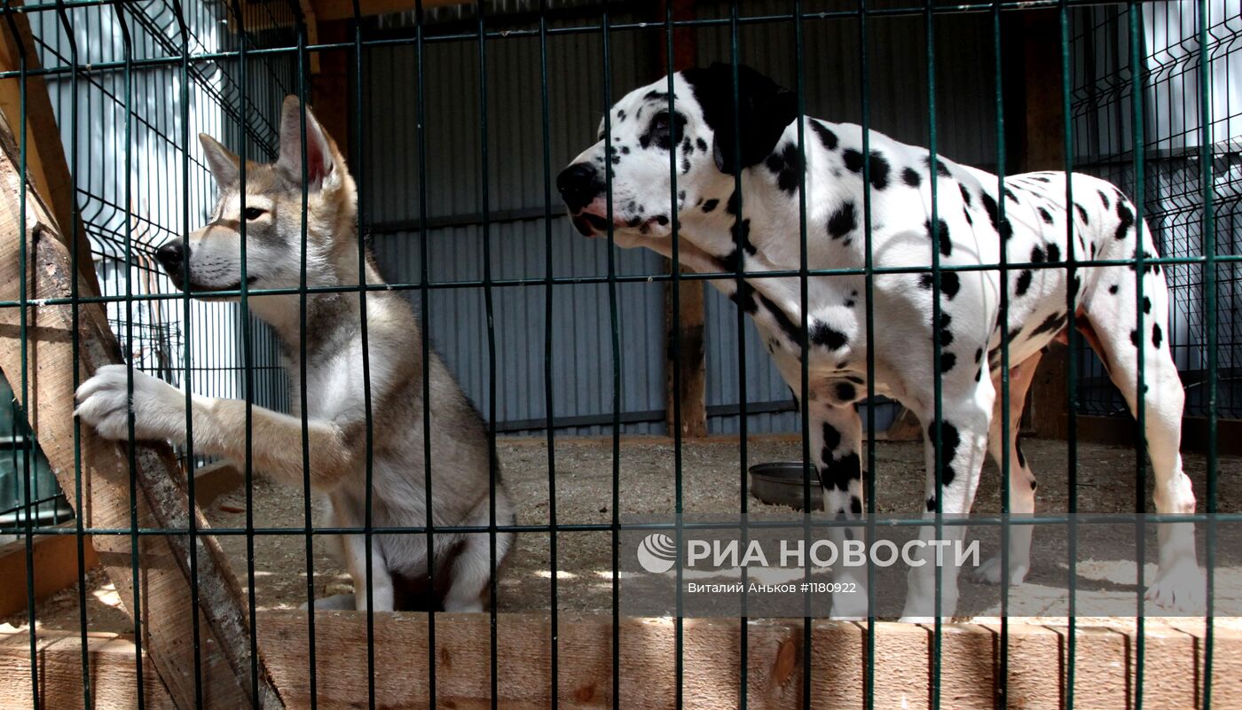 Собака с волчонком в зоопарке Владивостока
