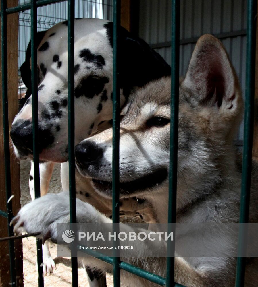 Собака с волчонком в зоопарке Владивостока