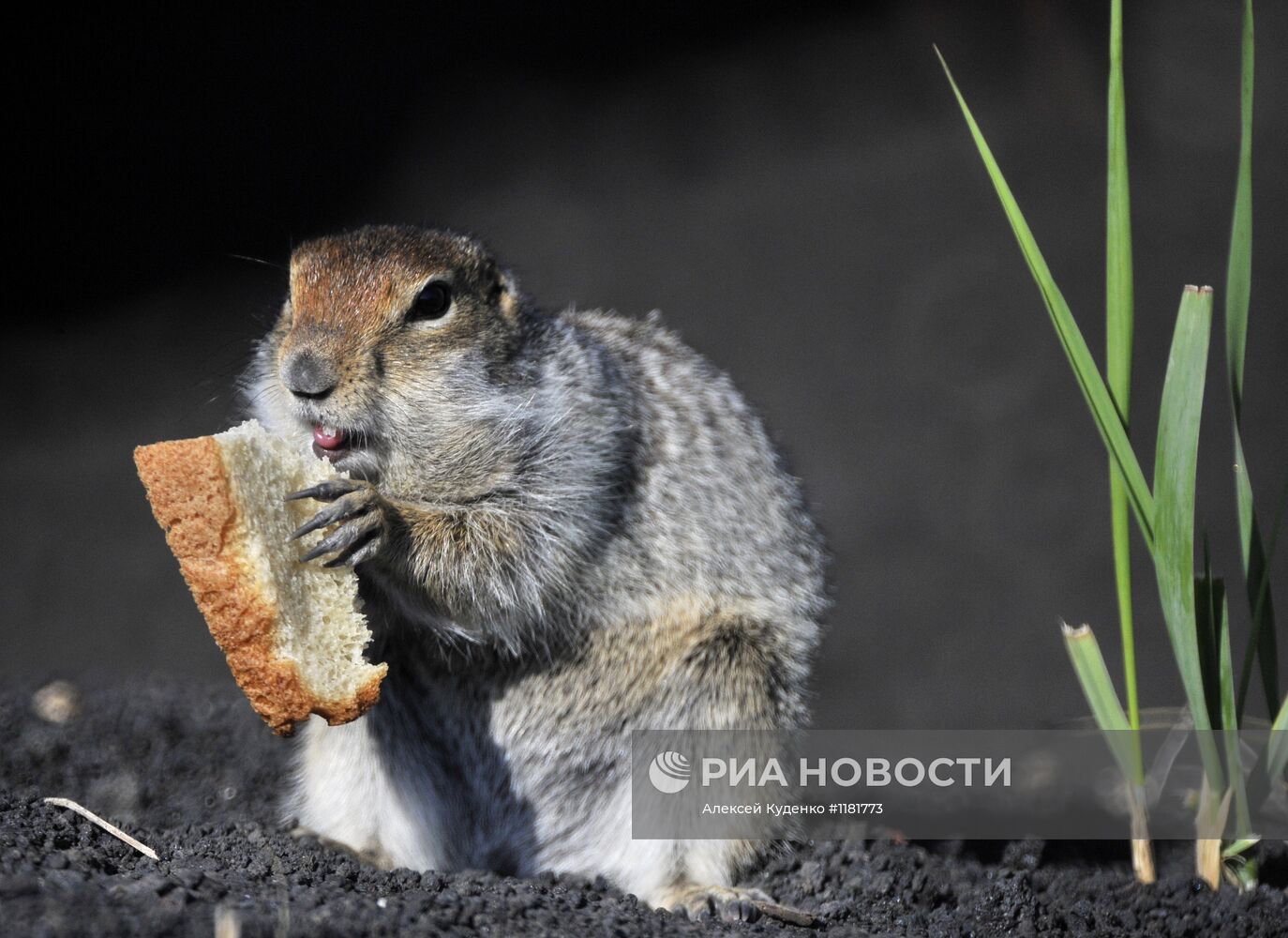 Берингийский суслик на Камчатке