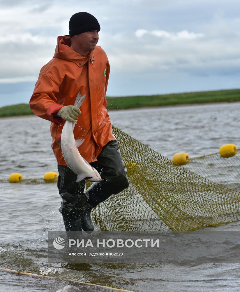 Лососевая путина стартовала на реке Опала в Камчатском крае