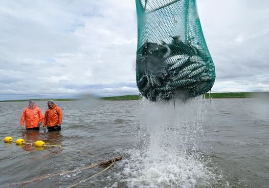 Лососевая путина стартовала на реке Опала в Камчатском крае