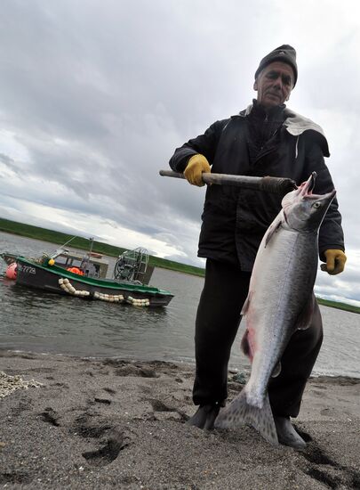 Лососевая путина стартовала на реке Опала в Камчатском крае