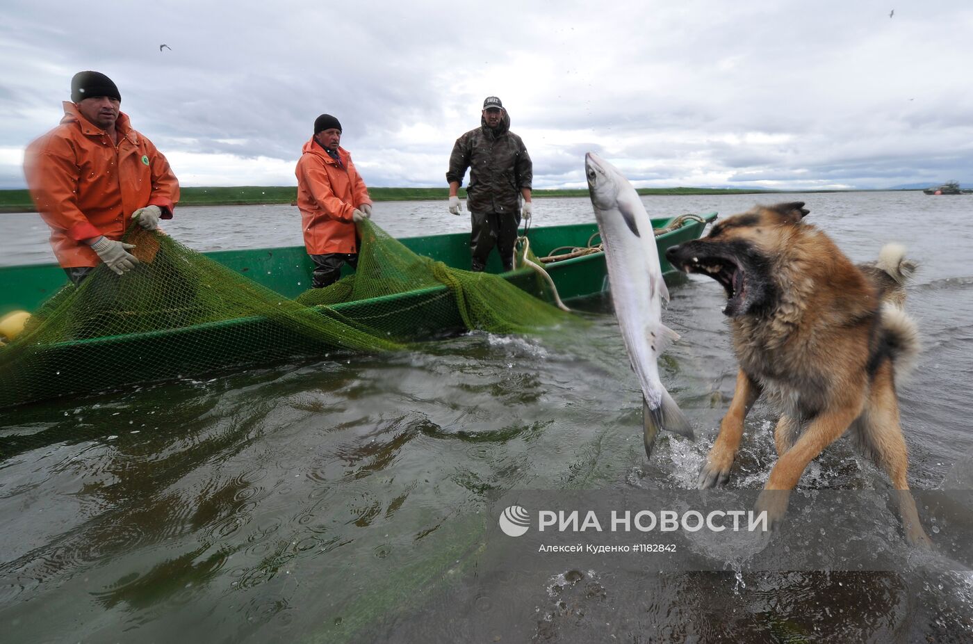 Лососевая путина стартовала на реке Опала в Камчатском крае