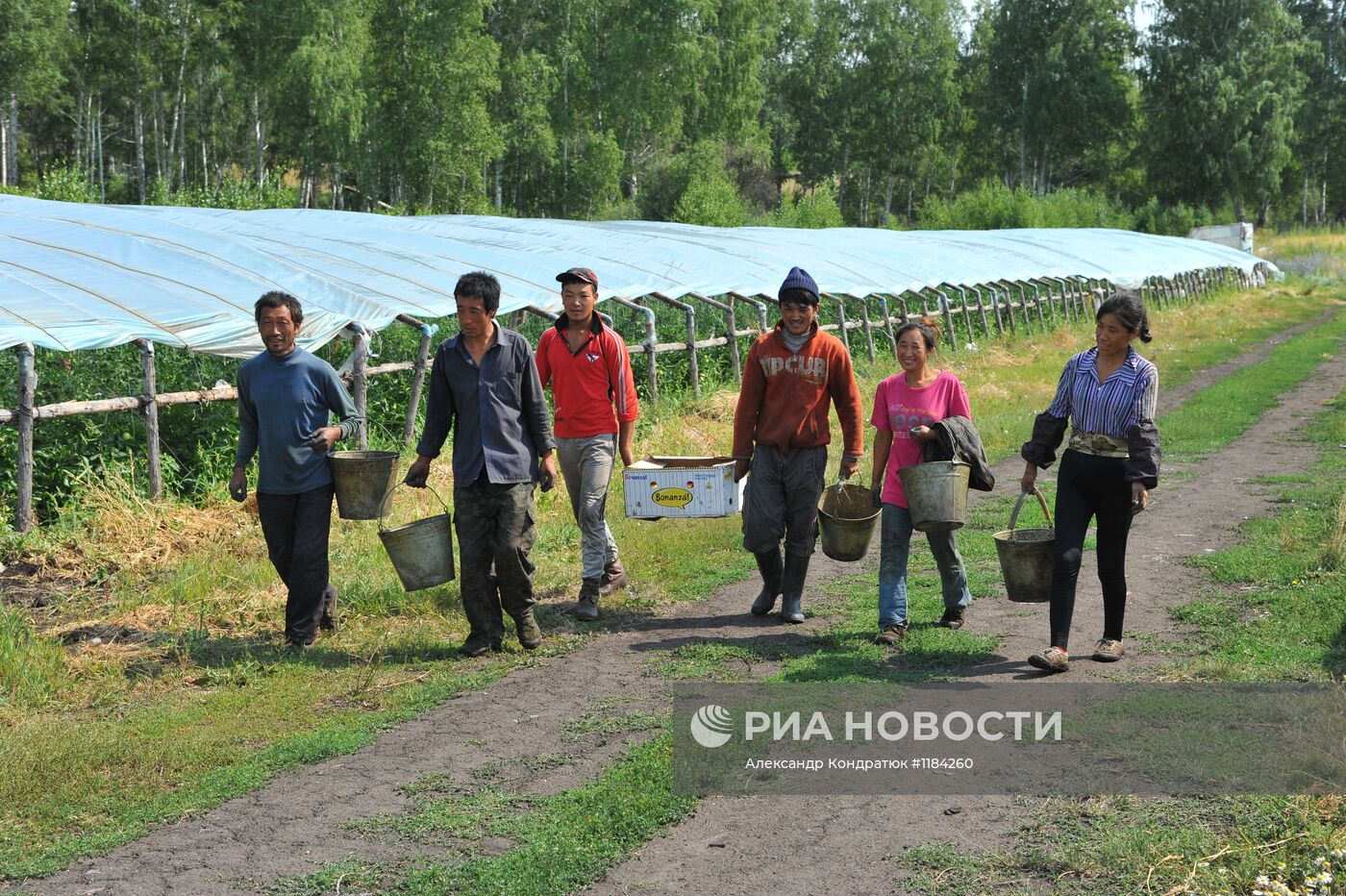 Работа тепличного комплекса ООО "Согласие" в Челябинской области