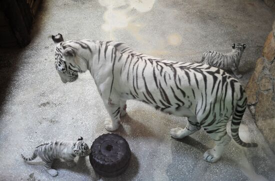 В Екатеринбургском зоопарке родились трое бенгальских тигрят