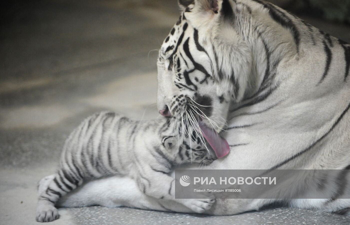 В Екатеринбургском зоопарке родились трое бенгальских тигрят