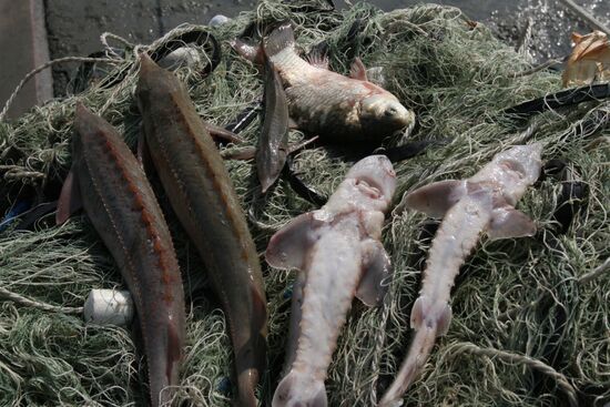 Рейд сотрудников рыбоохраны по реке Иртыш в Омской области