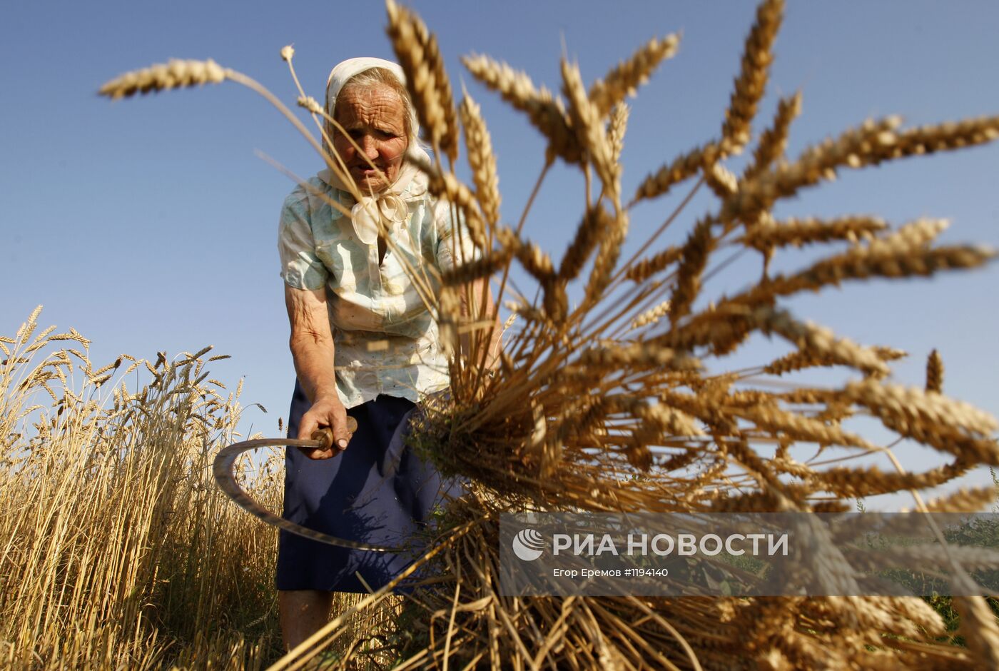Женщины убирают пшеницу традиционным способом
