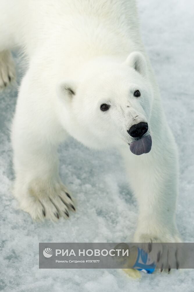 Национальный парк "Русская Арктика"