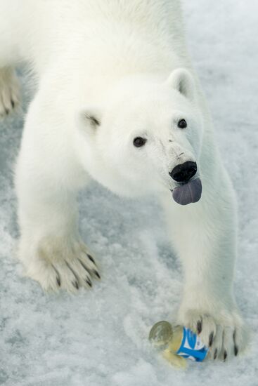 Национальный парк "Русская Арктика"