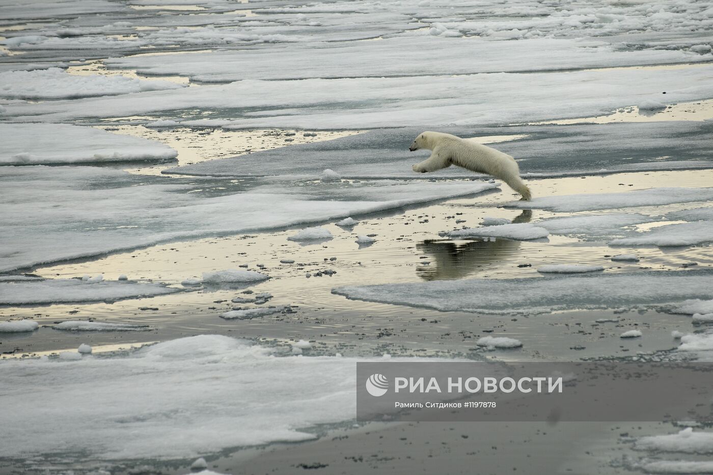 Национальный парк "Русская Арктика"