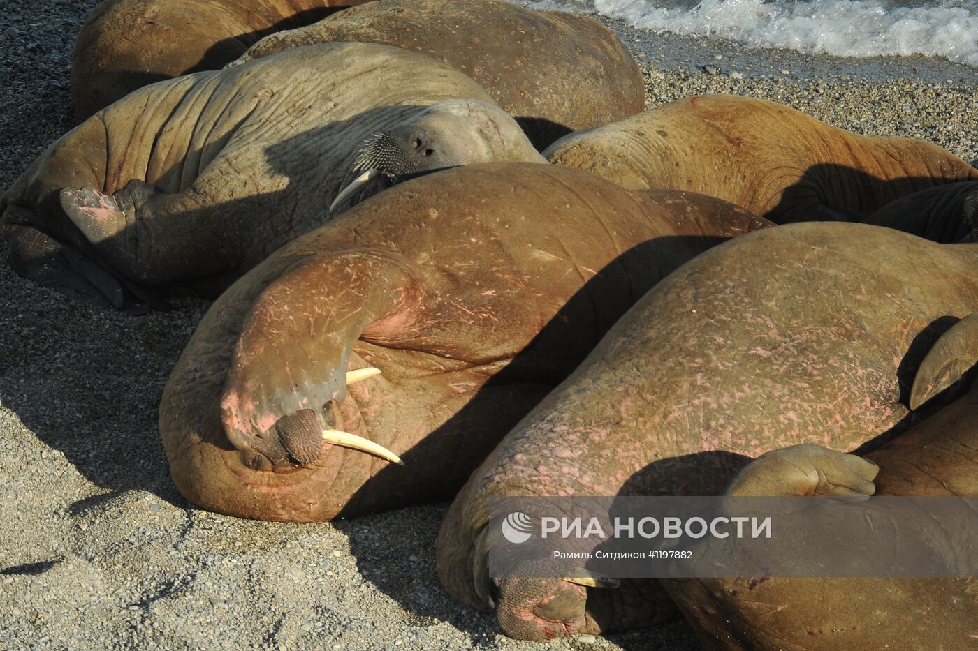 Лежбище моржей в Национальном парке "Русская Арктика". Оранские Острова. Архипелаг Новая земля. Место: Россия, Архангельская область. Автор: Рамиль Ситдиков/РИА Новости. Национальный парк "Русская Арктика"