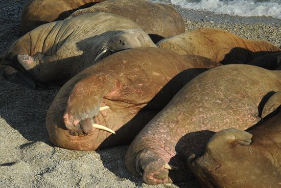Национальный парк "Русская Арктика"