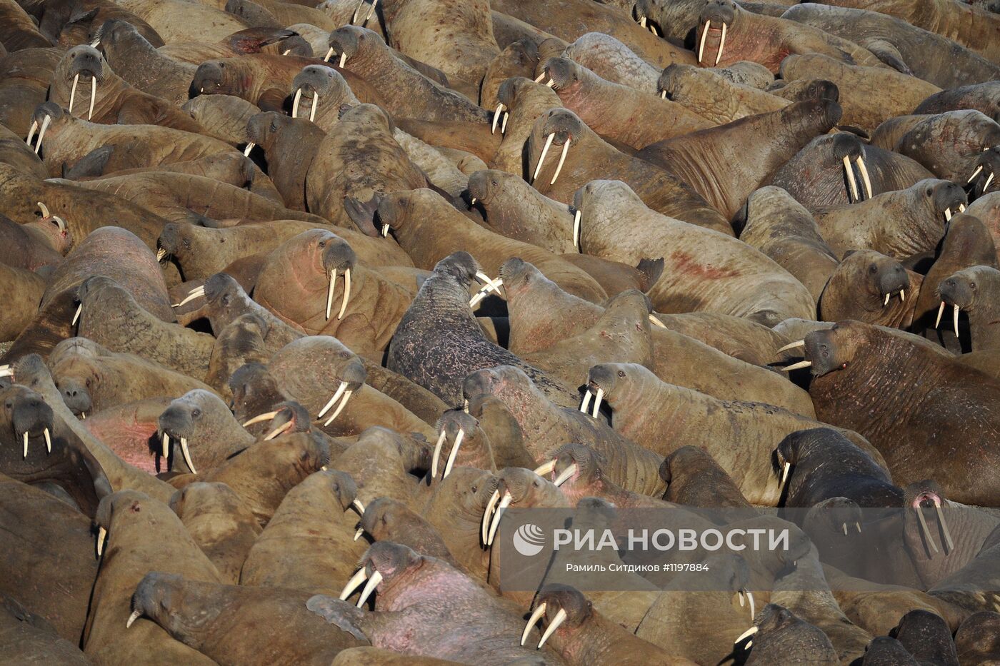 Лежбище моржей в Национальном парке "Русская Арктика". Оранские Острова. Архипелаг Новая земля. Место: Россия, Архангельская область. Автор: Рамиль Ситдиков/РИА Новости. Национальный парк "Русская Арктика"