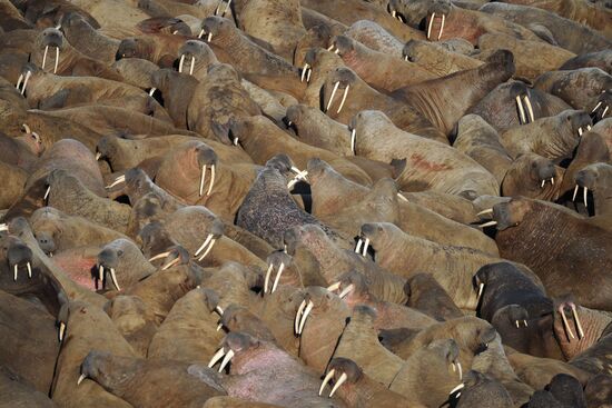 Национальный парк "Русская Арктика"