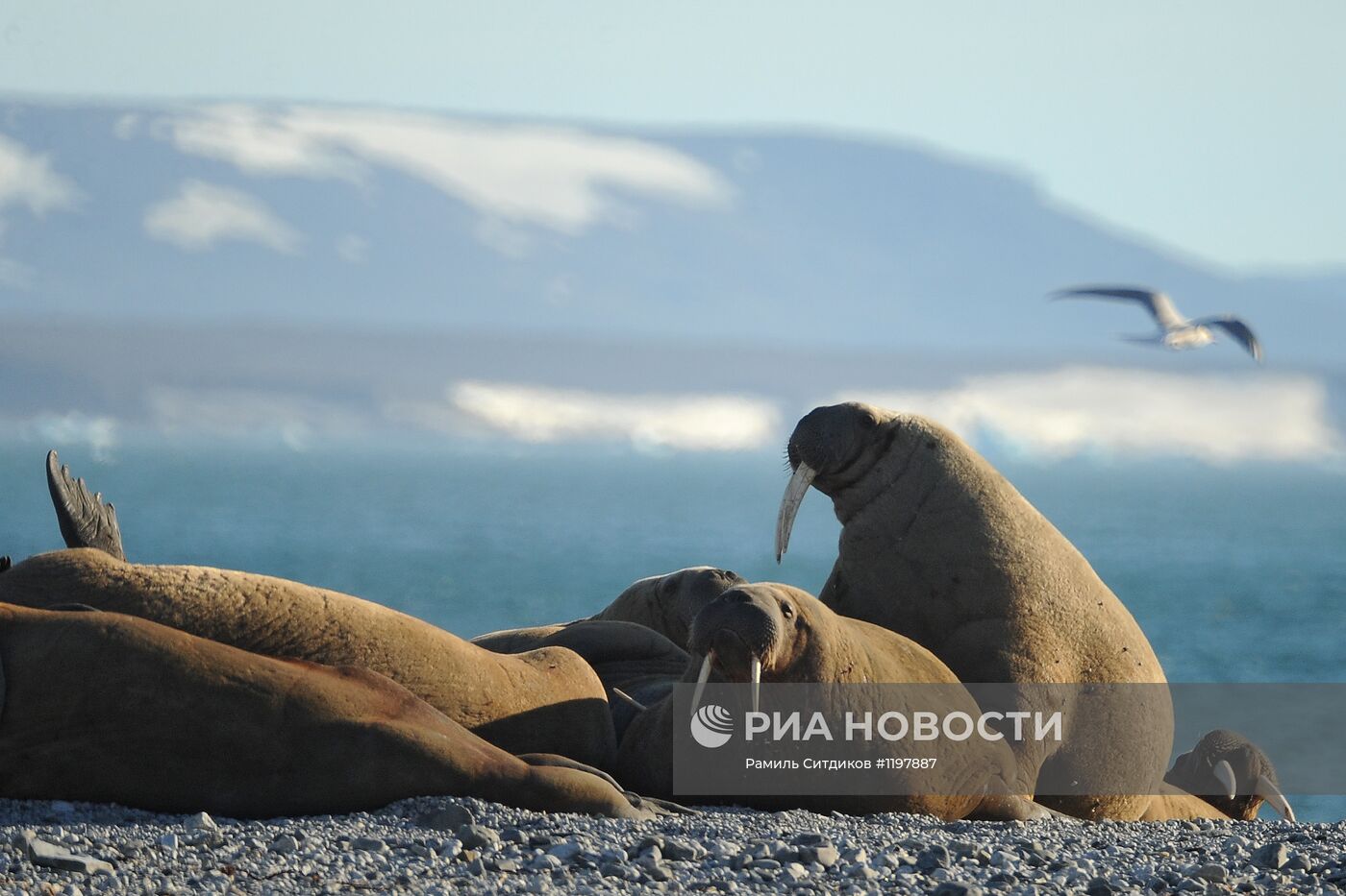 Национальный парк "Русская Арктика"
