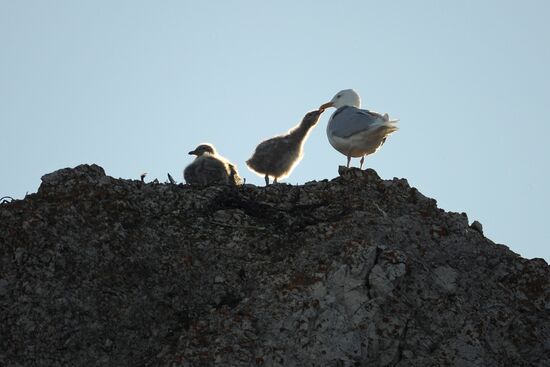 Национальный парк "Русская Арктика"