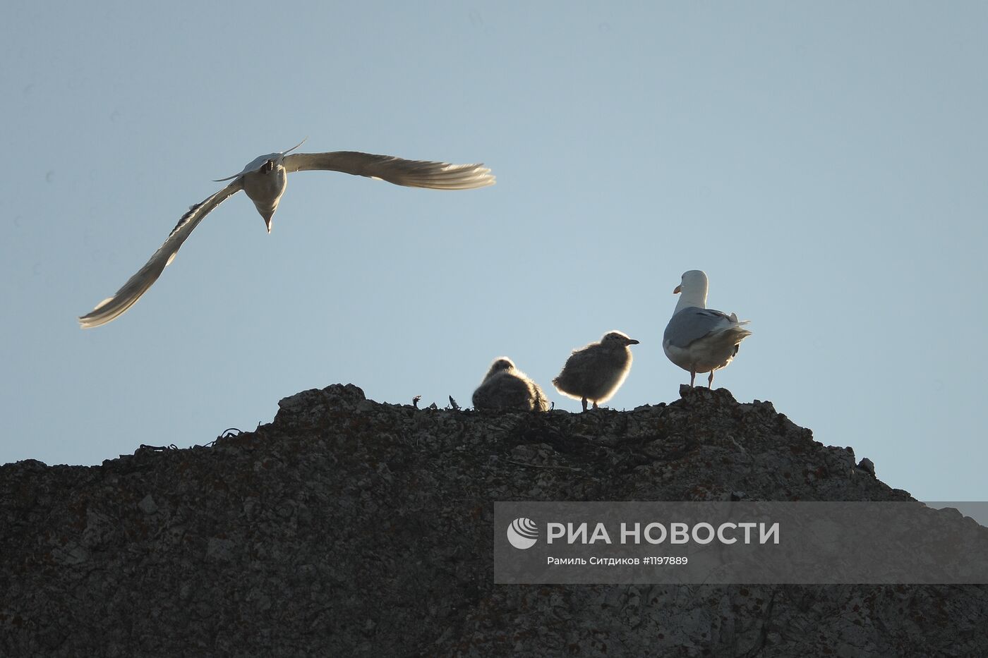 Национальный парк "Русская Арктика"