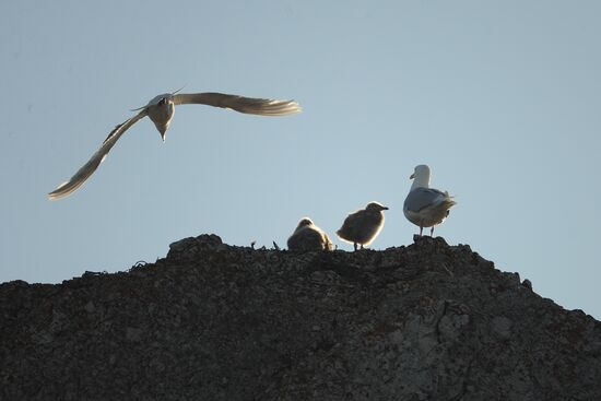 Национальный парк "Русская Арктика"