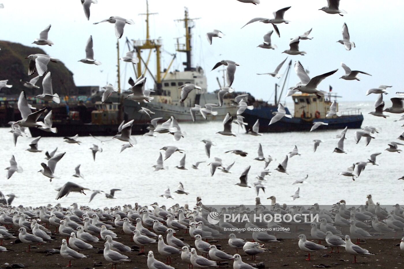 ИТУРУП ЗАЛИВ ЧАЙКИ РЫБОЛОВЕЦКИЕ СУДА