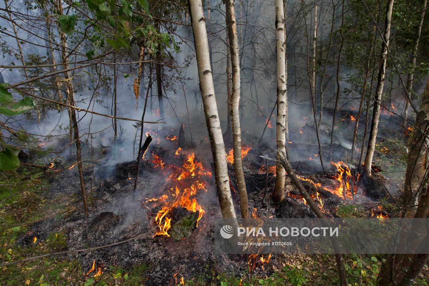 Тушение лесных пожаров в Томской области