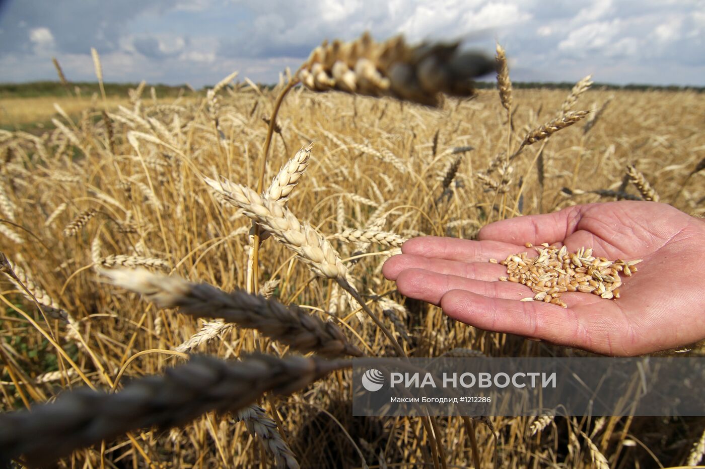 Уборка урожая в Татарстане