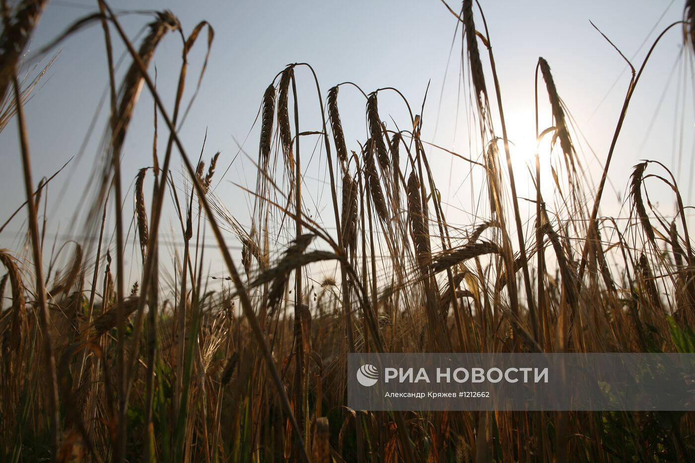 Уборка урожая ячменя на полях САХО в Новосибирской области