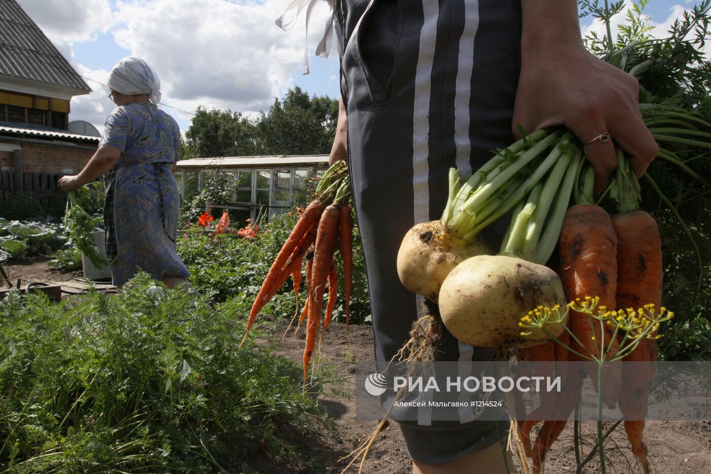 Сбор урожая на дачных участках в Омской области