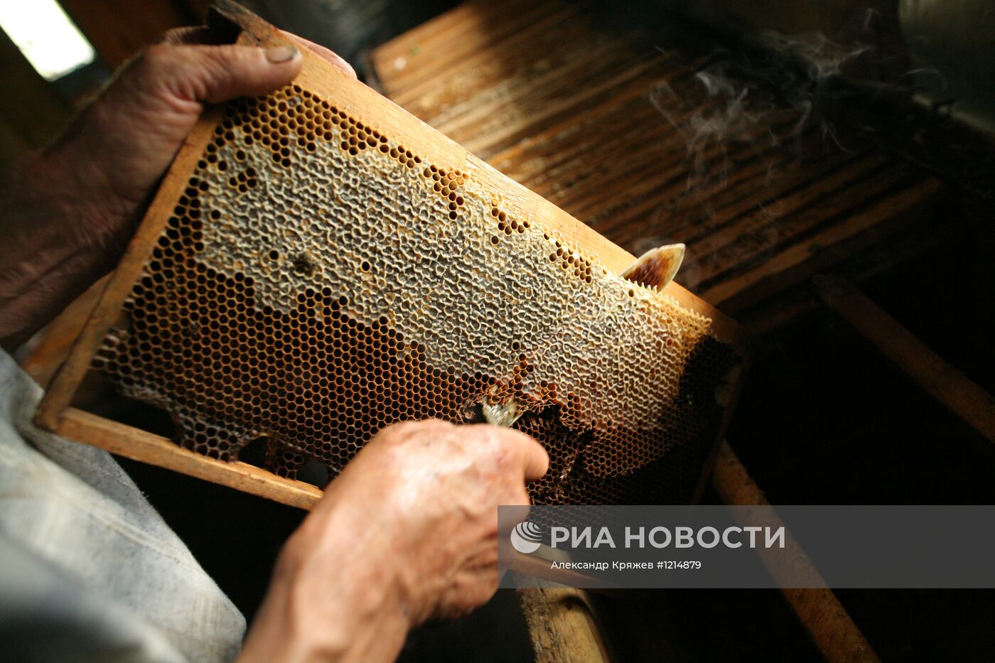 Сбор меда на пасеке в Горном Алтае