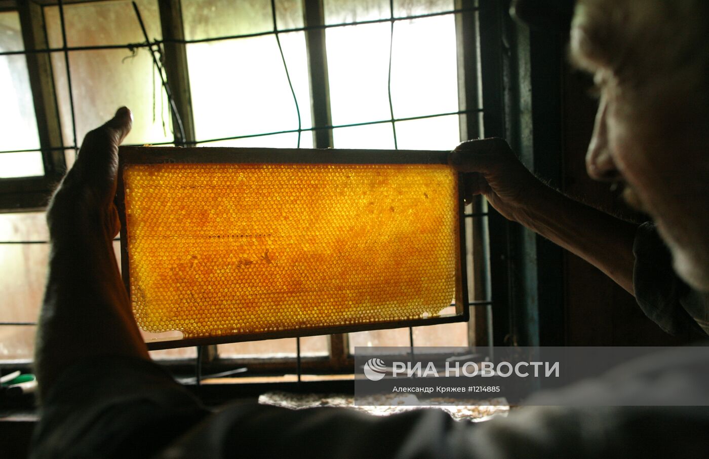Сбор меда на пасеке в Горном Алтае