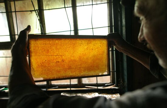 Сбор меда на пасеке в Горном Алтае