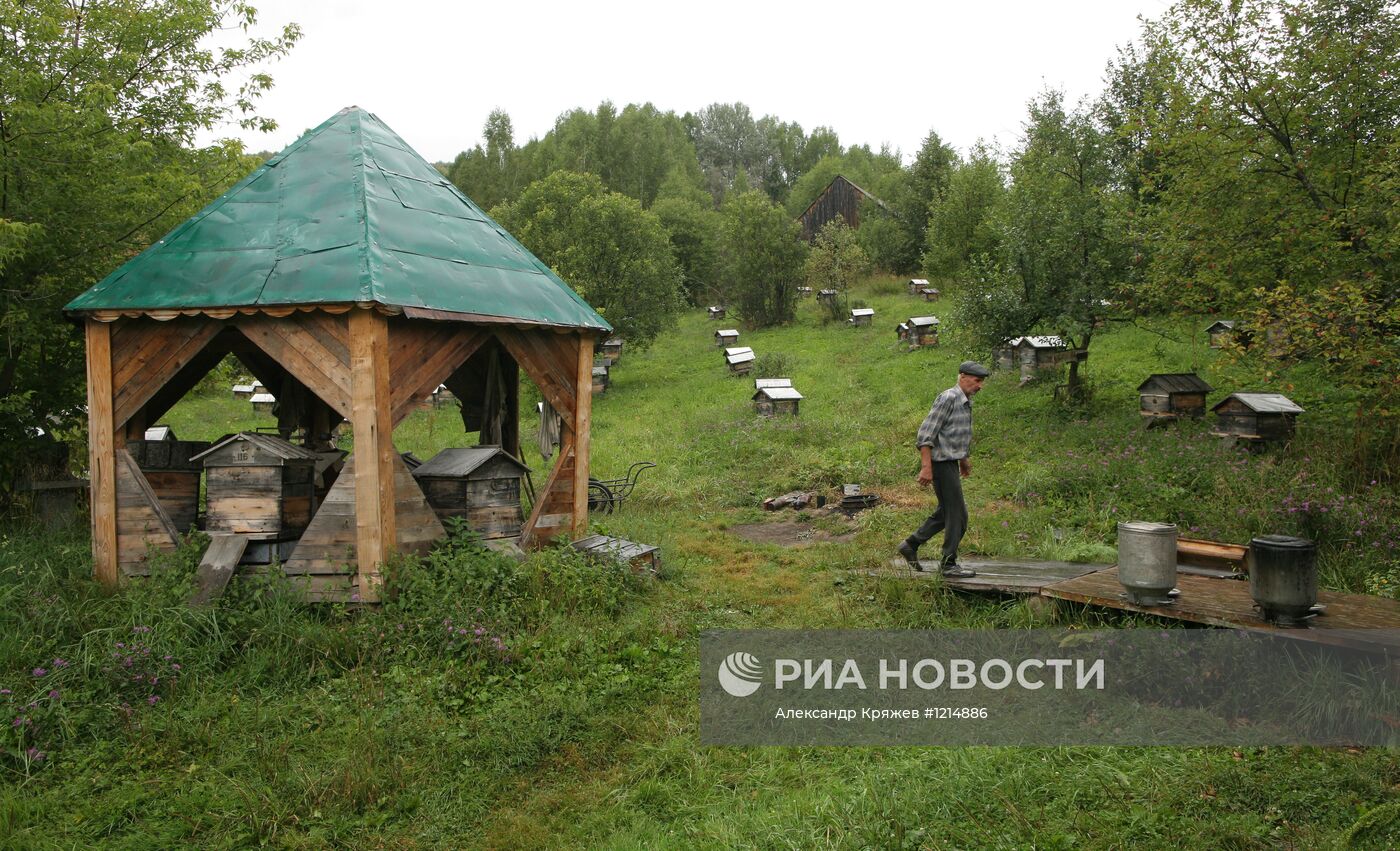 Сбор меда на пасеке в Горном Алтае