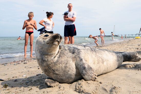 Серый балтийский тюлень на городском пляже Зеленоградска